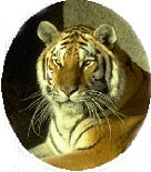 royal_bengal_tiger.jpg